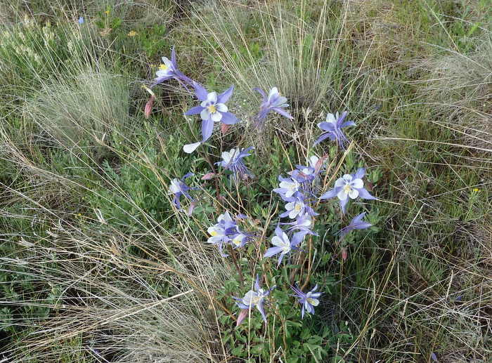 GDMBR: Wild Columbines (the Blue and White Columbine is typical of Colorado).